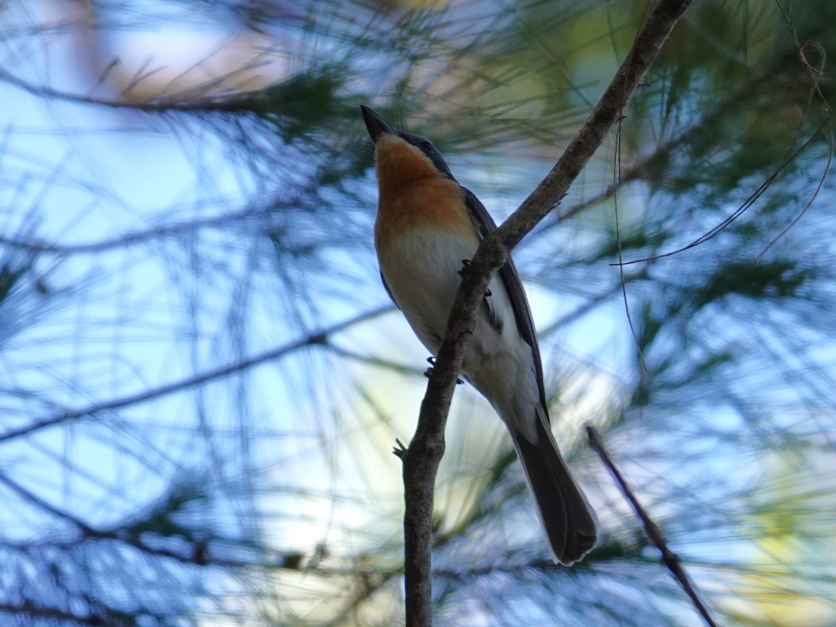 Leaden Flycatcher - ML643343440