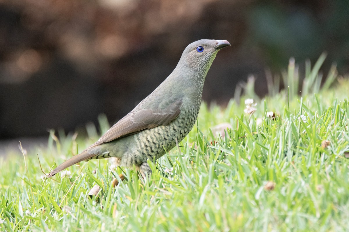 Satin Bowerbird - ML643343444