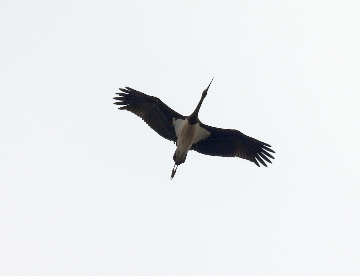 Black Stork - ML643343453