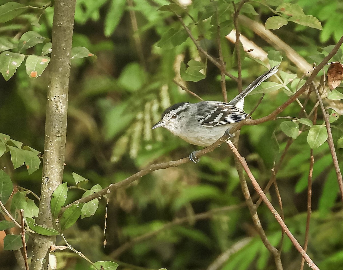 Black-capped Antwren - ML643343458