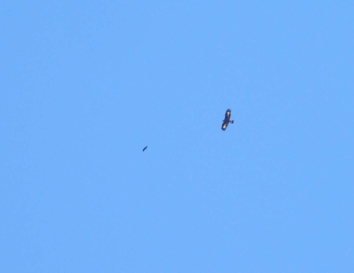 Golden Eagle - ML643343485