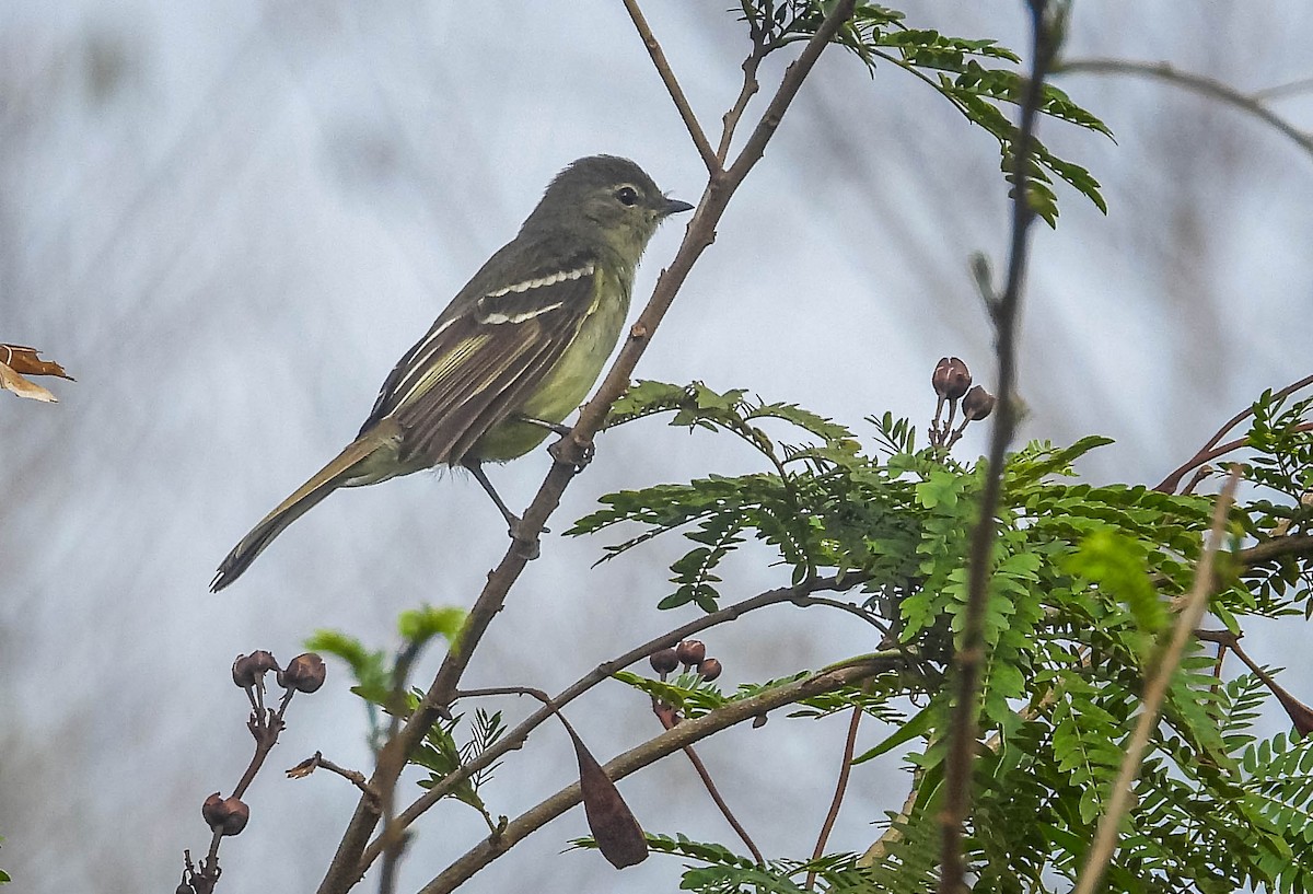 Planalto Tyrannulet - ML643343487