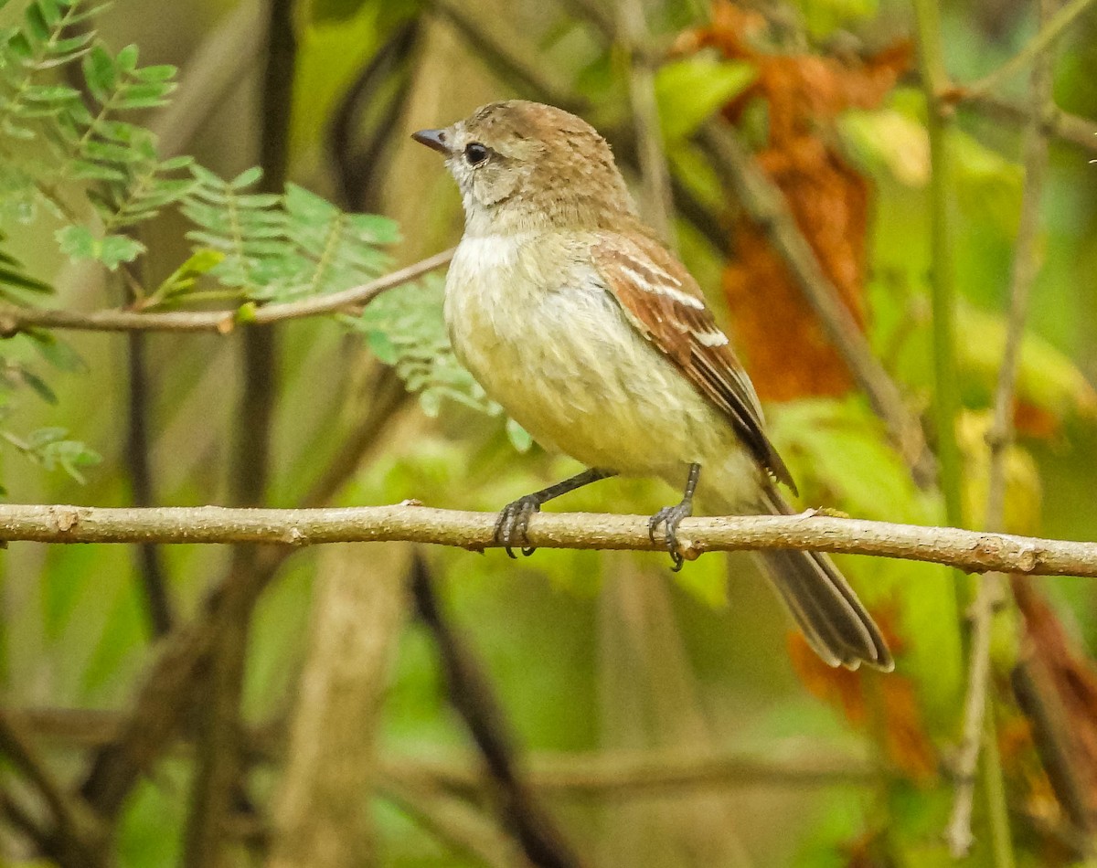 Planalto Tyrannulet - ML643343488