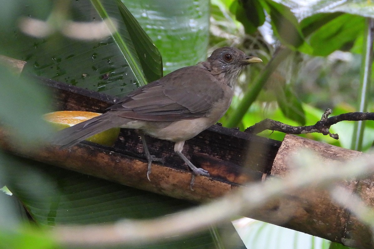 Clay-colored Thrush - ML643343534