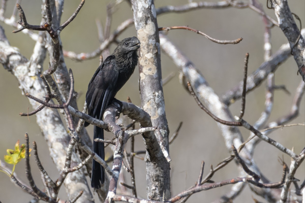 Smooth-billed Ani - ML643343583
