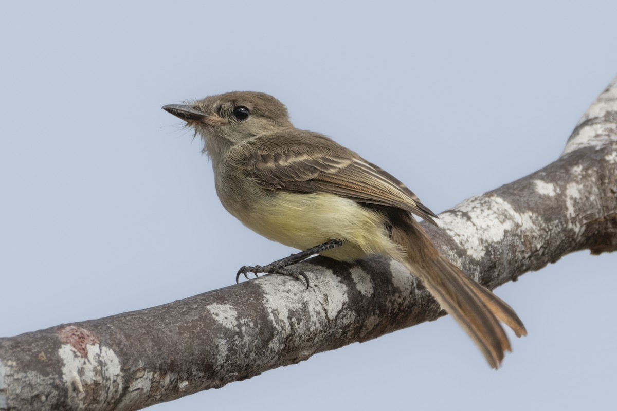 Galapagos Flycatcher - ML643343595