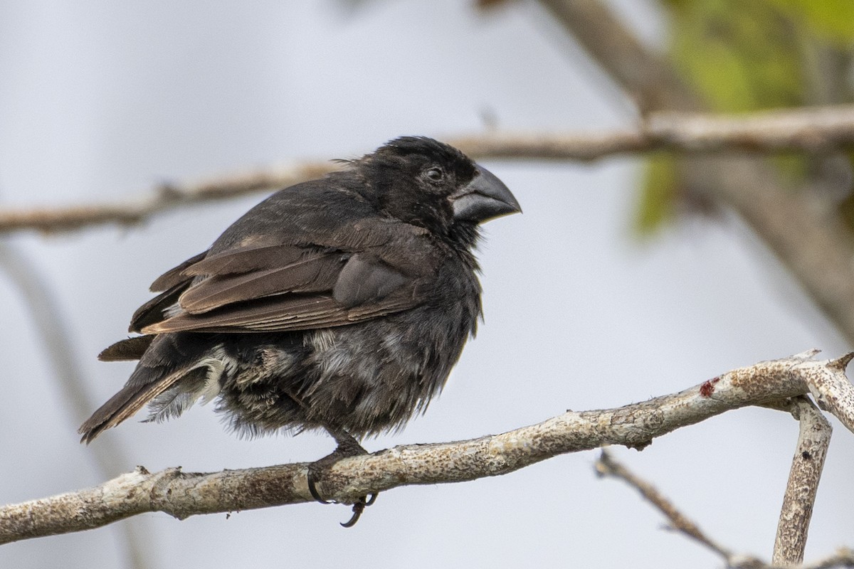 Medium Ground-Finch - ML643343603