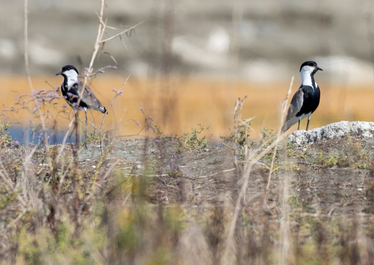 Spur-winged Lapwing - ML643343605