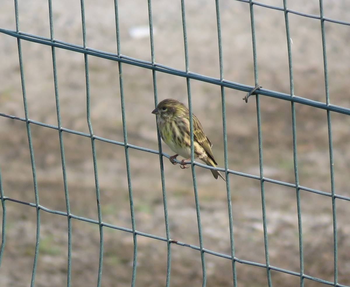 Serin cini - ML643343627