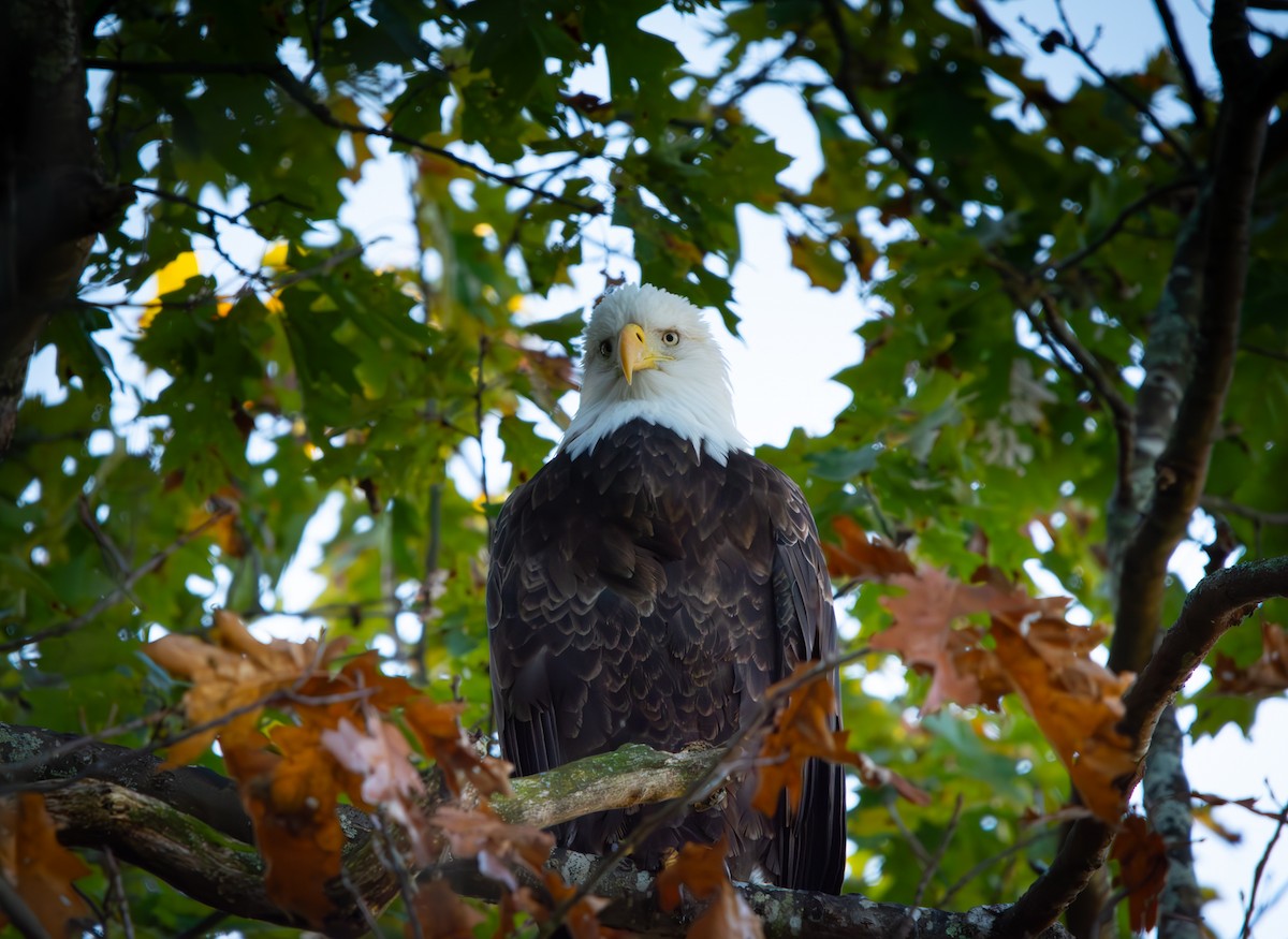 Bald Eagle - ML643343641