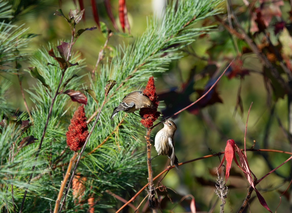 Yellow-rumped Warbler - ML643343643