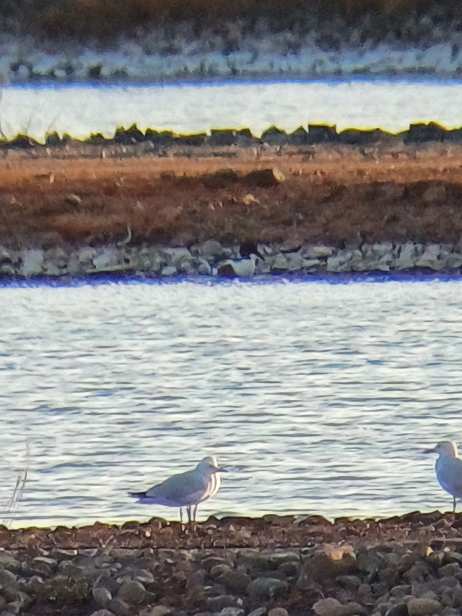 Northern Shoveler - ML643343645