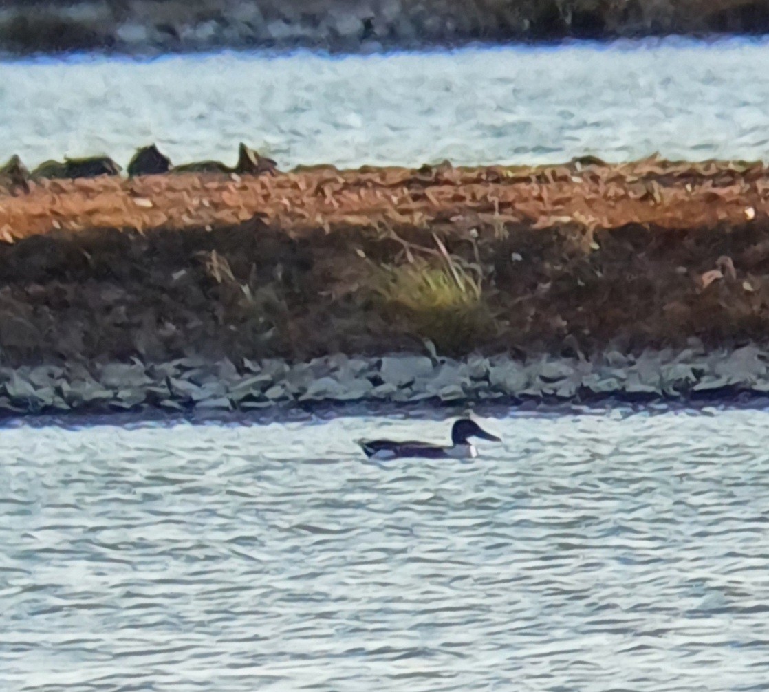 Northern Shoveler - ML643343646