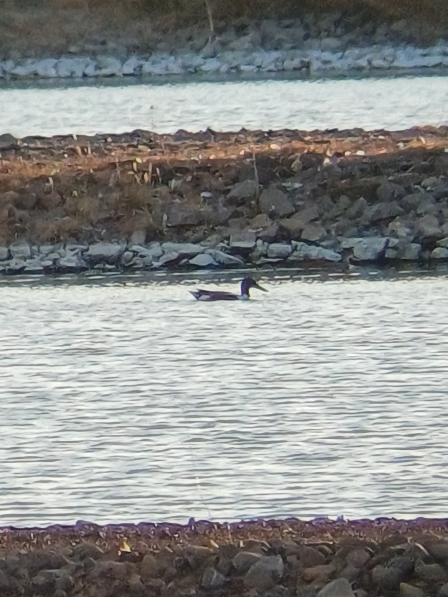 Northern Shoveler - ML643343647