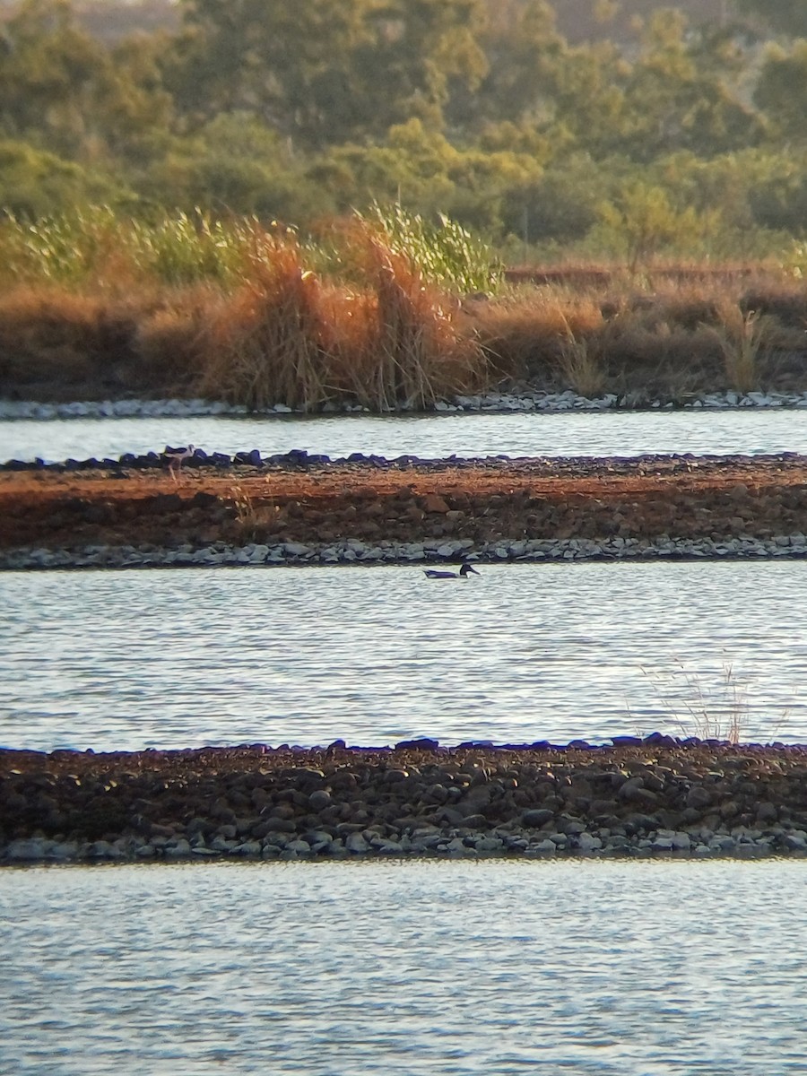 Northern Shoveler - ML643343648