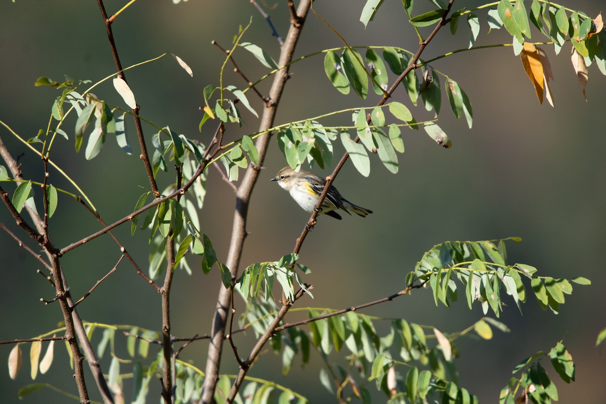 Yellow-rumped Warbler - ML643343649