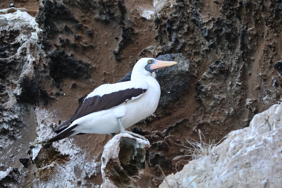 Nazca Booby - ML643343657