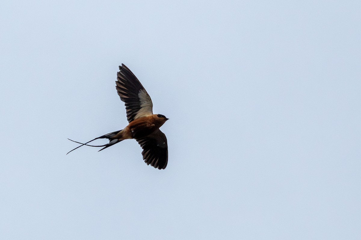 Rufous-chested Swallow - ML643343660