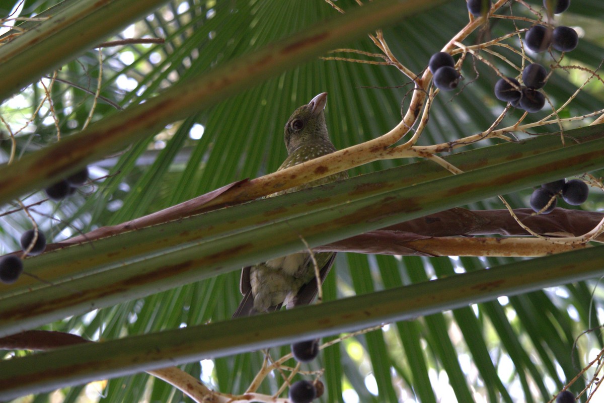 Green Catbird - ML643343666