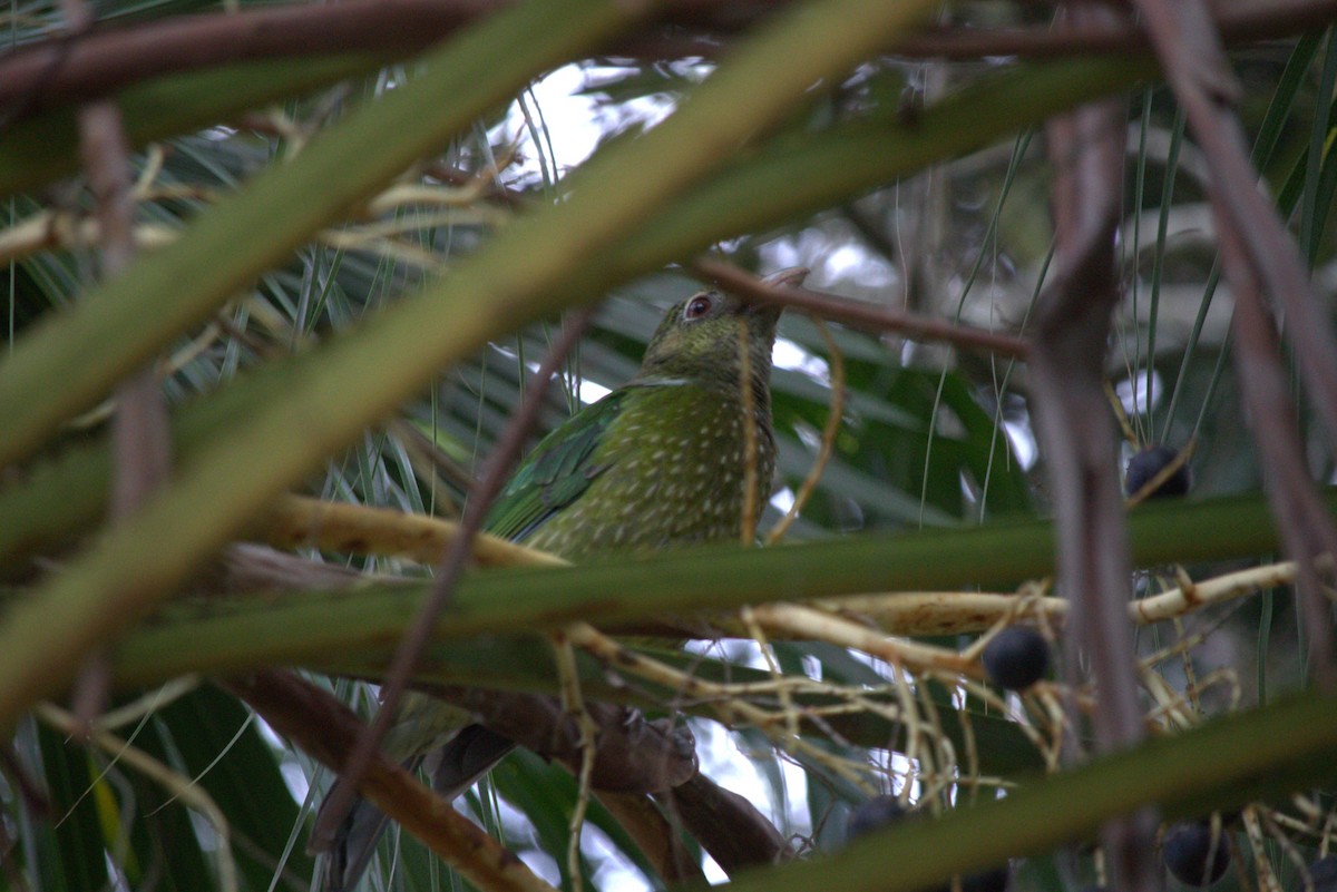 Green Catbird - ML643343667