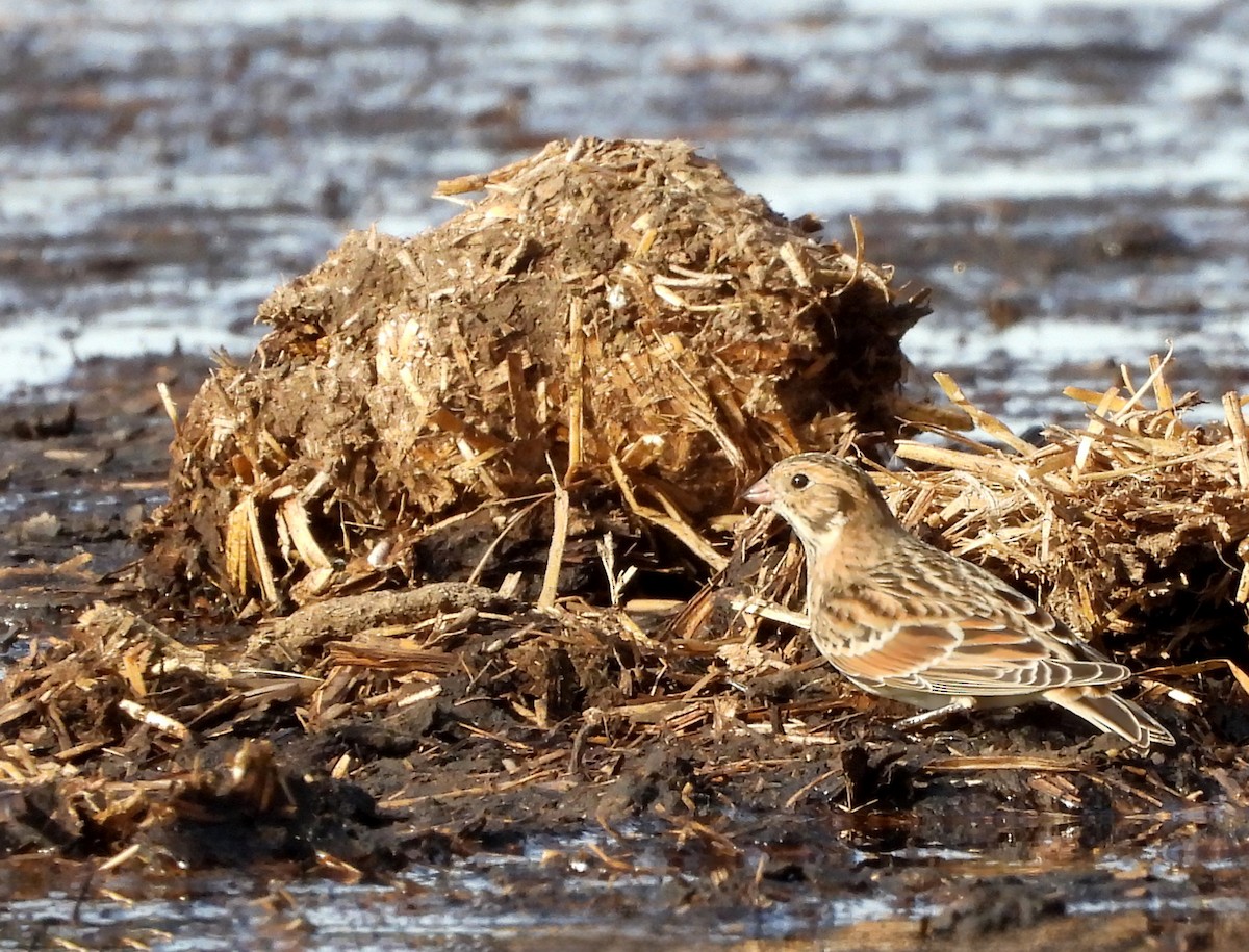 ostružka severní - ML643343695