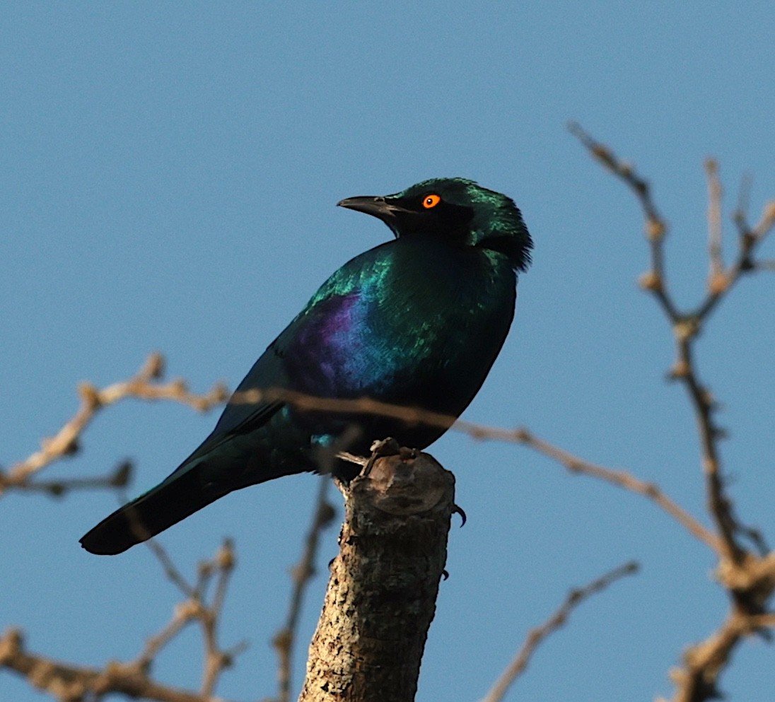 Greater Blue-eared Starling - ML643343700