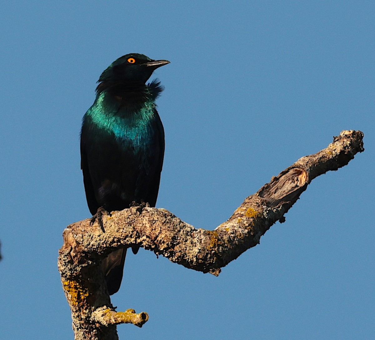 Greater Blue-eared Starling - ML643343701