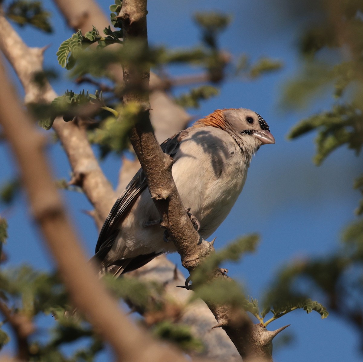 Speckle-fronted Weaver - ML643343706