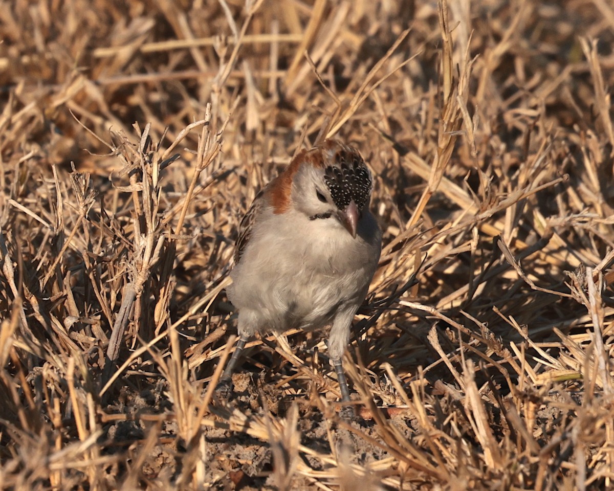Speckle-fronted Weaver - ML643343707