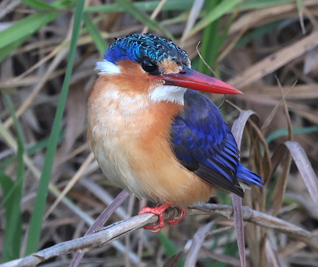 Malachite Kingfisher (Mainland) - ML643343737