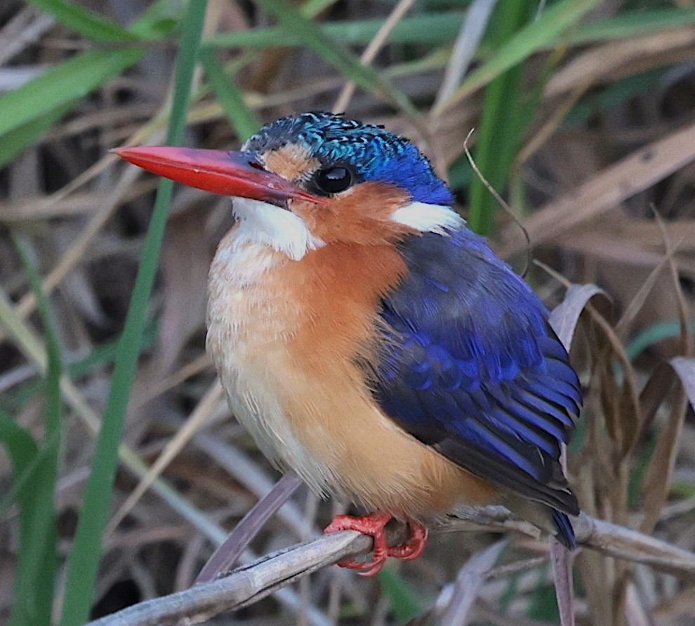 Malachite Kingfisher (Mainland) - ML643343738