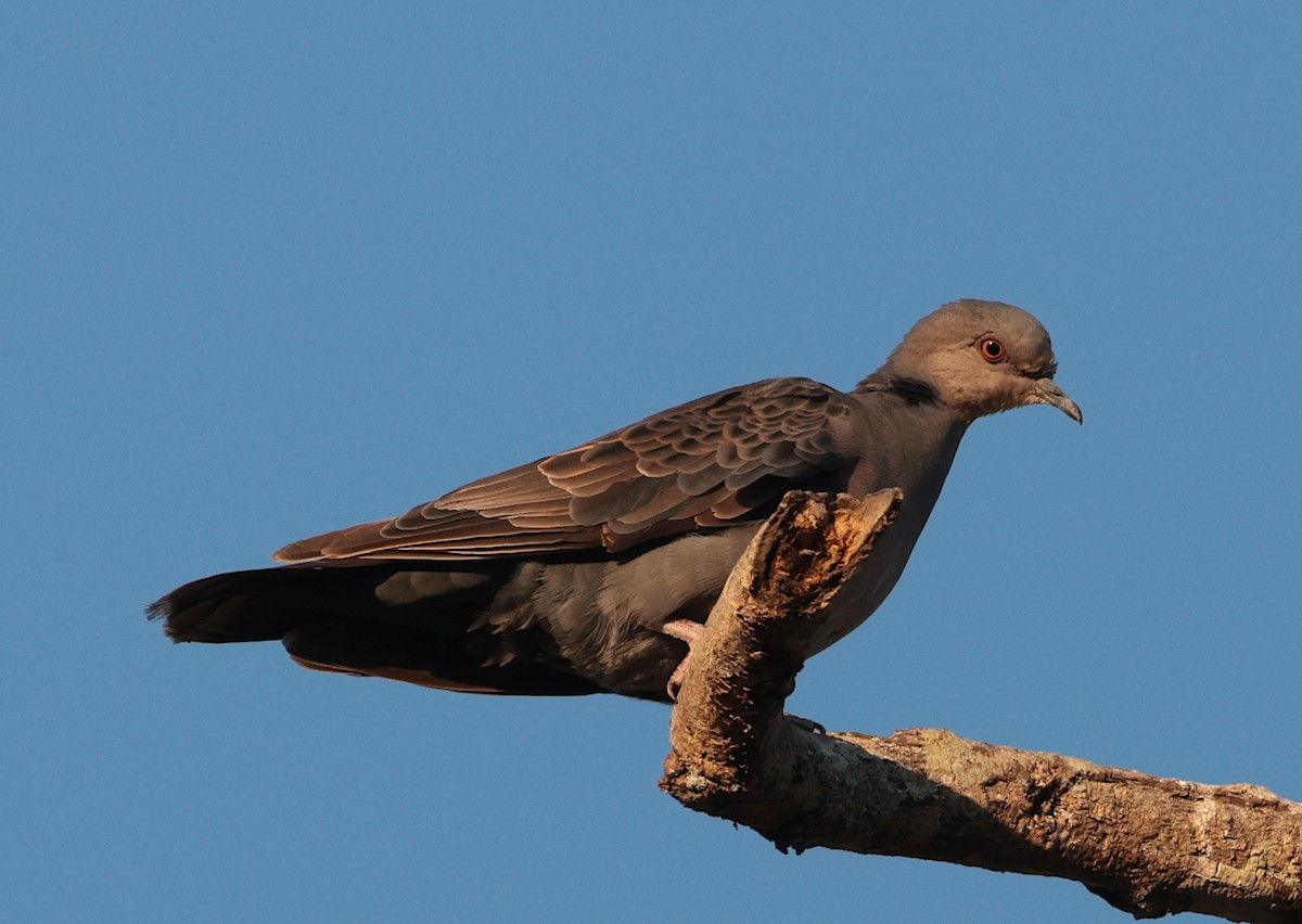 Dusky Turtle-Dove - ML643343745