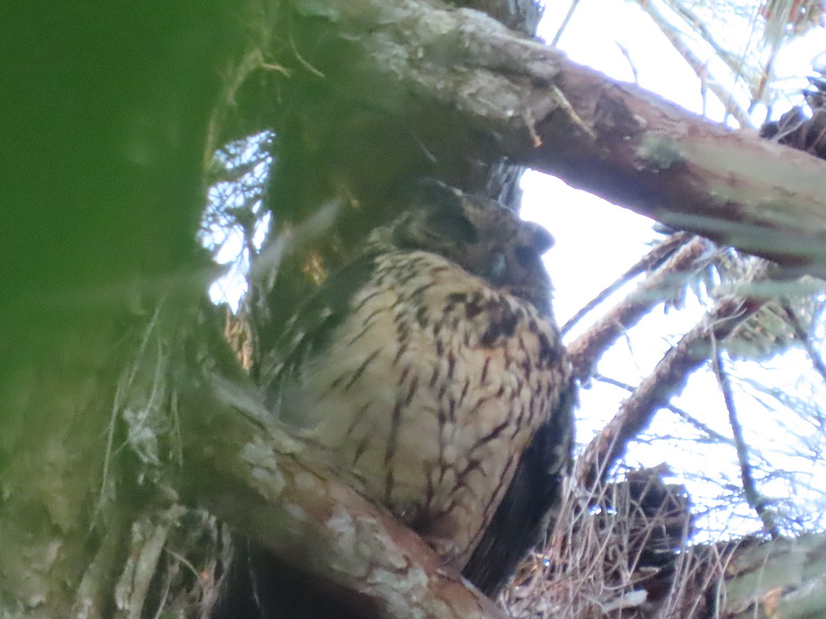 Madagascar Owl - ML643343748