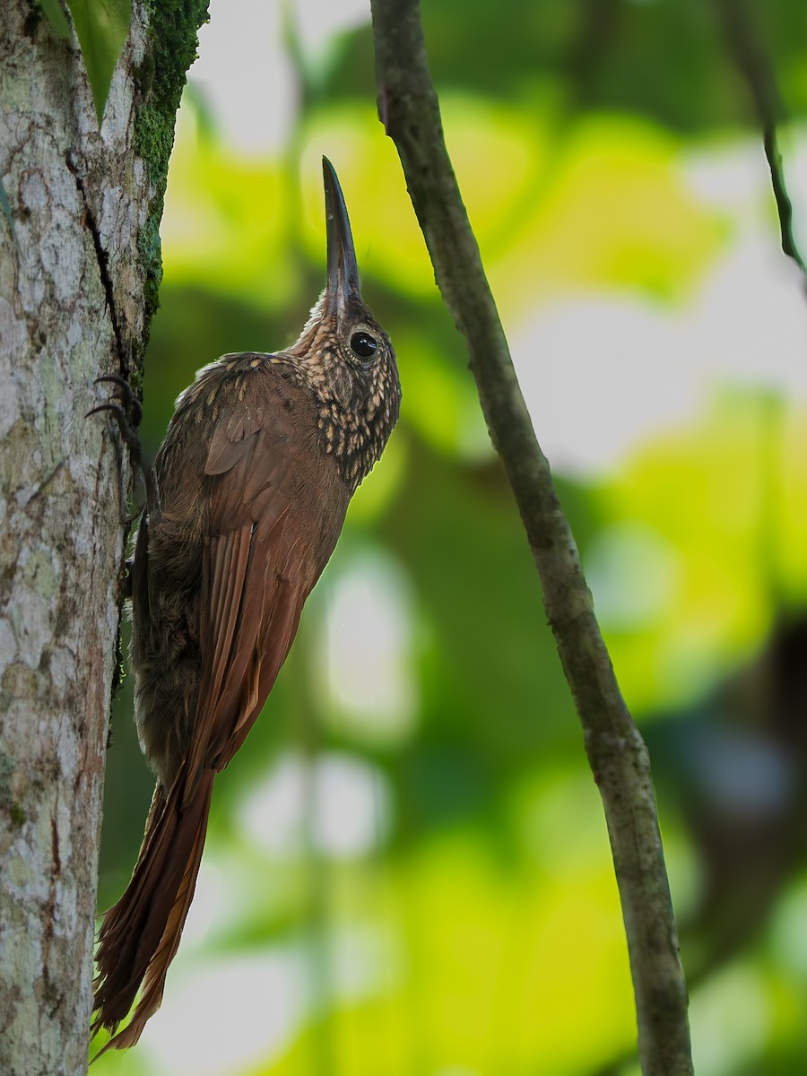 Cocoa Woodcreeper - ML643343751