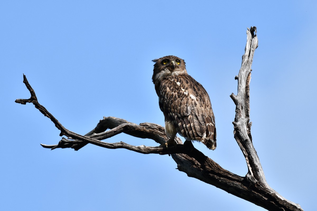 Brown Fish-Owl - ML643343842