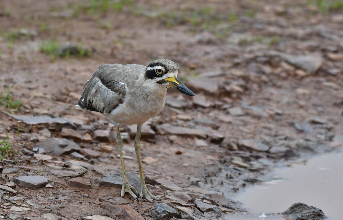 Great Thick-knee - ML643343884