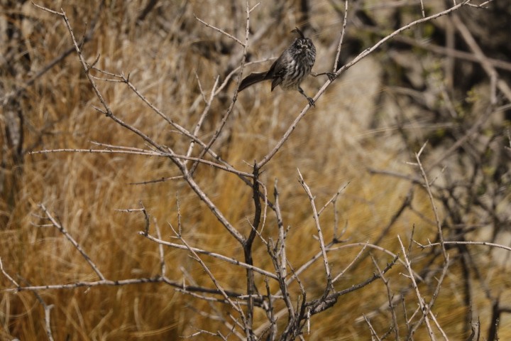Taurillon mésange - ML643343896