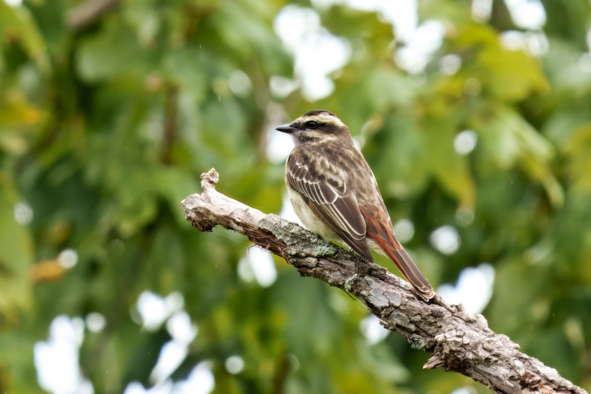 Schuppenrücken-Maskentyrann - ML643343970