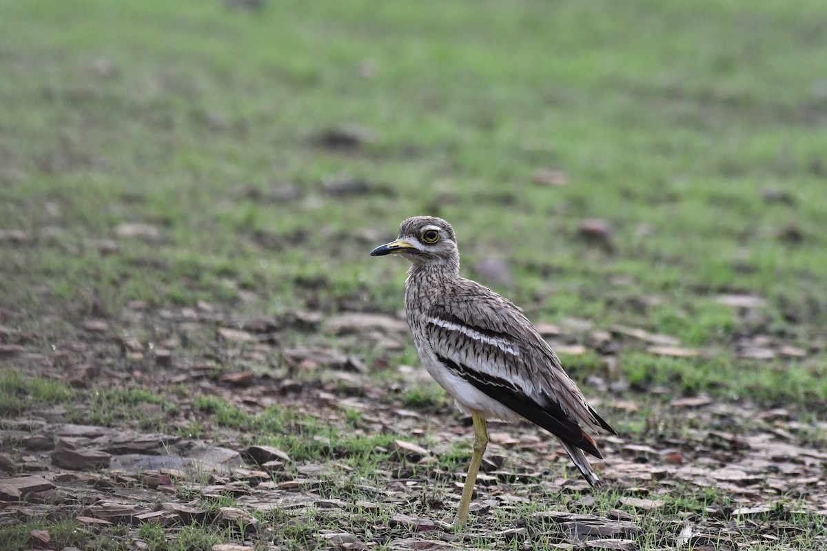 Indian Thick-knee - ML643343973