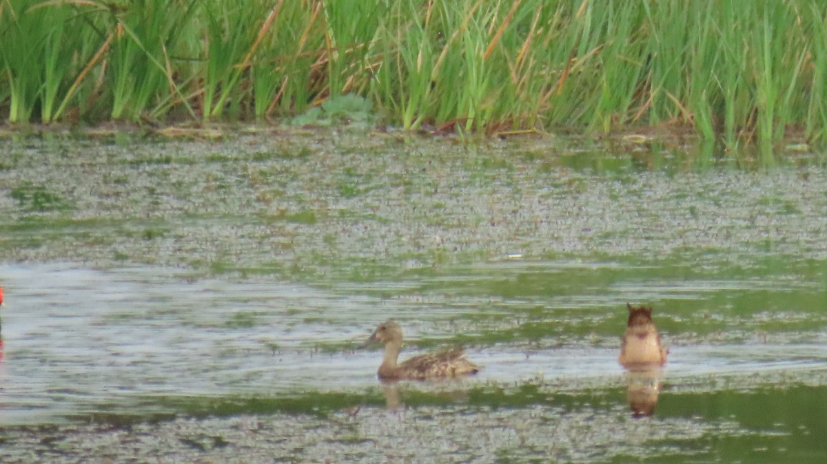 Blue-winged Teal - ML643343978