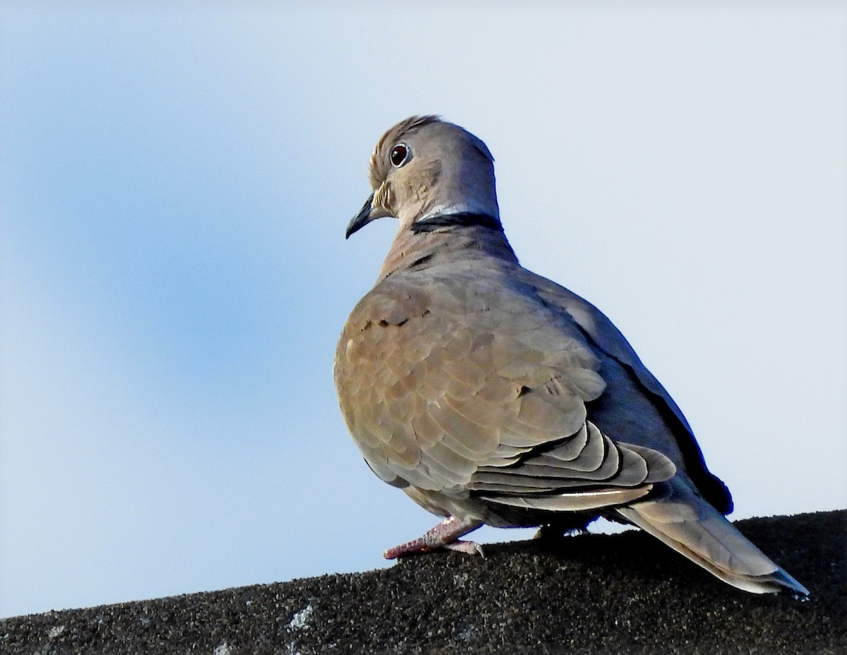 hrdlička zahradní - ML643343980