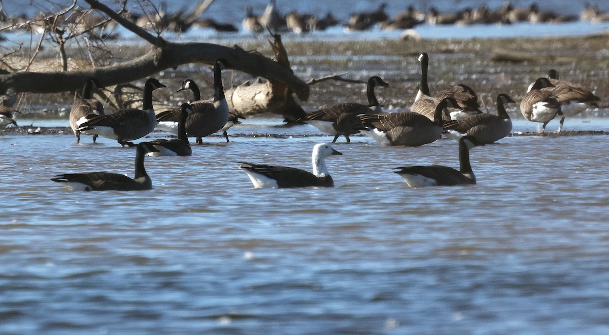 Snow x Canada Goose (hybrid) - ML643343987