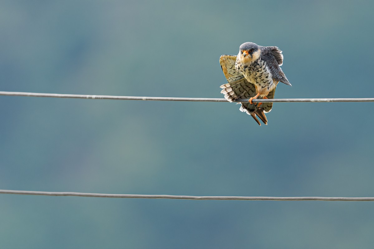 Amur Falcon - ML643344007
