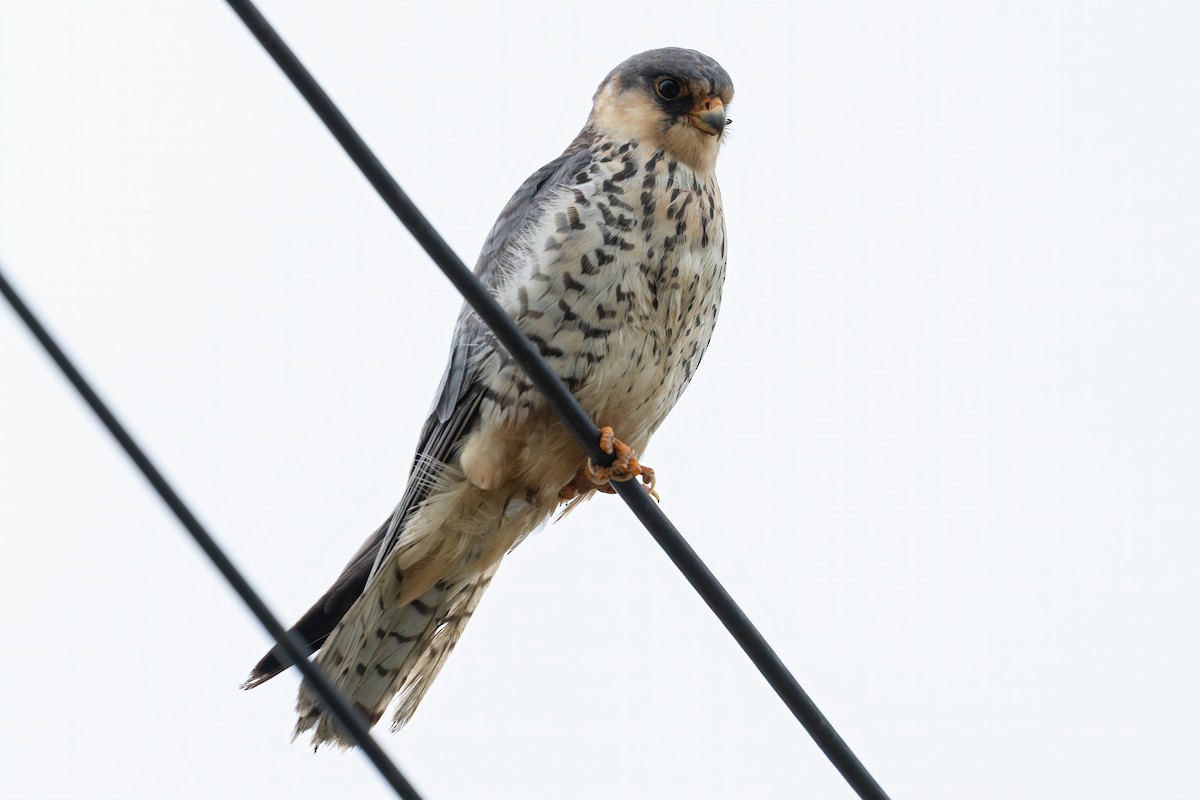 Amur Falcon - ML643344008