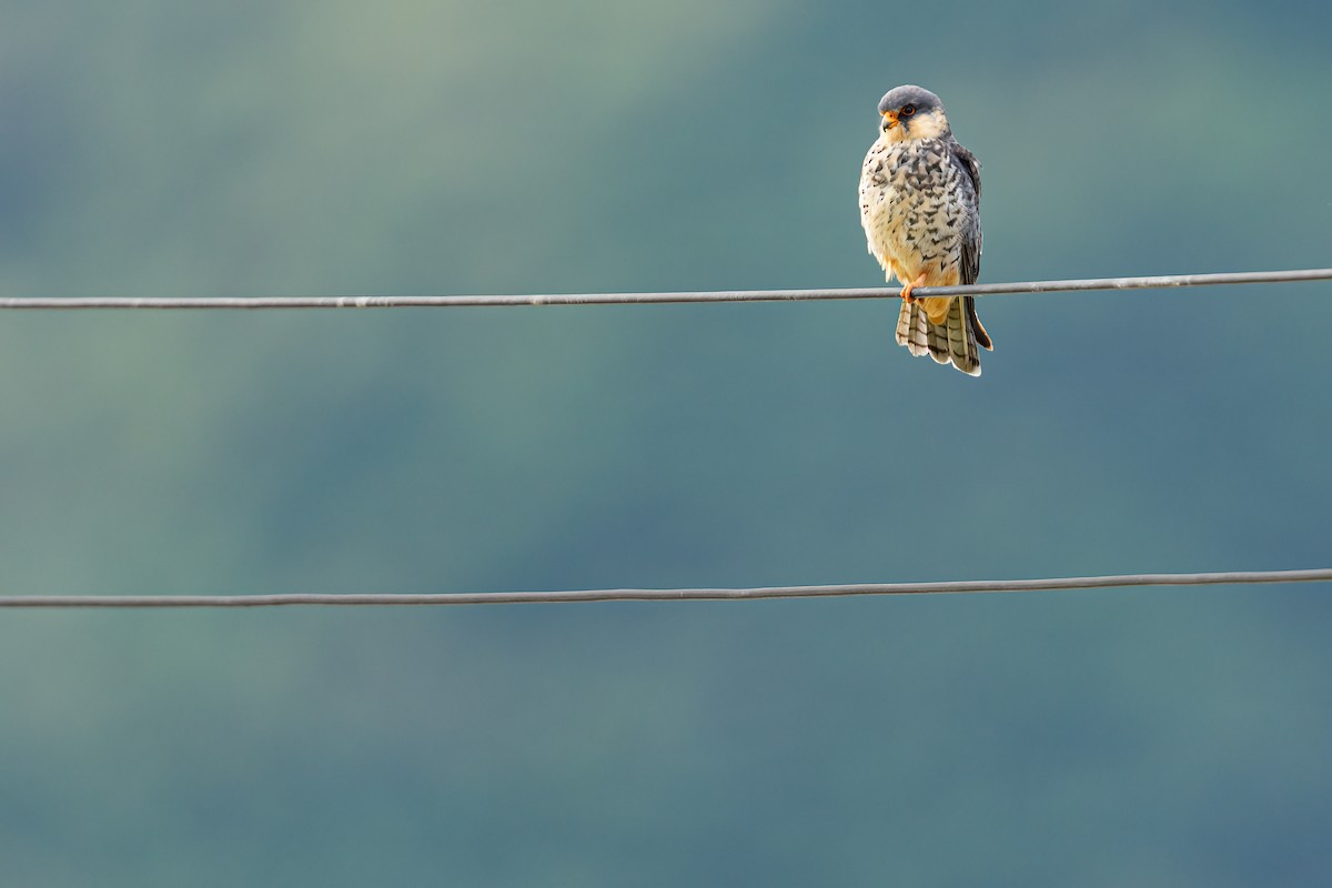 Amur Falcon - ML643344010