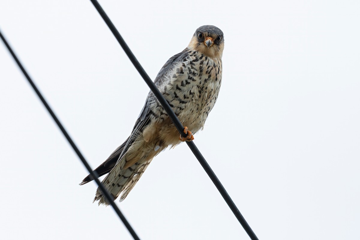 Amur Falcon - ML643344012