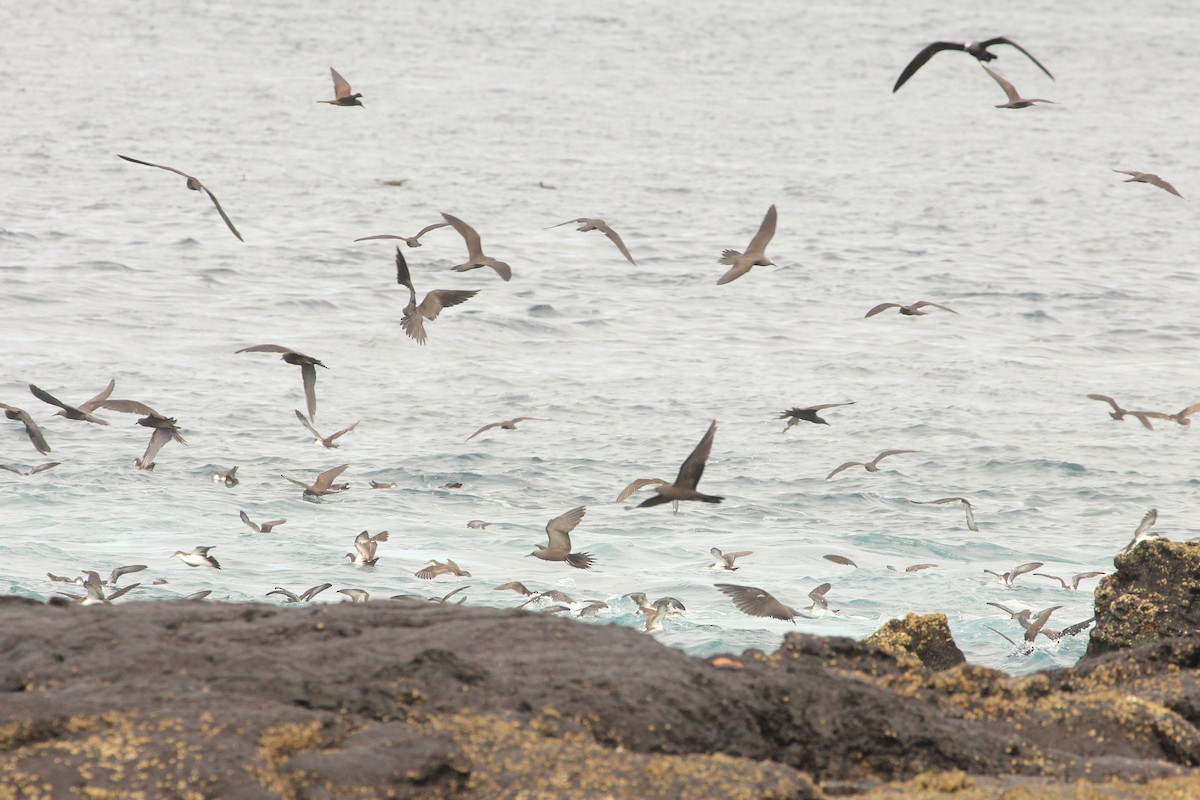 Brown Noddy - ML643344018