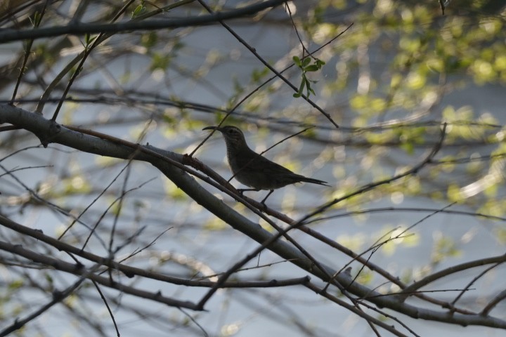 Scale-throated Earthcreeper - ML643344043
