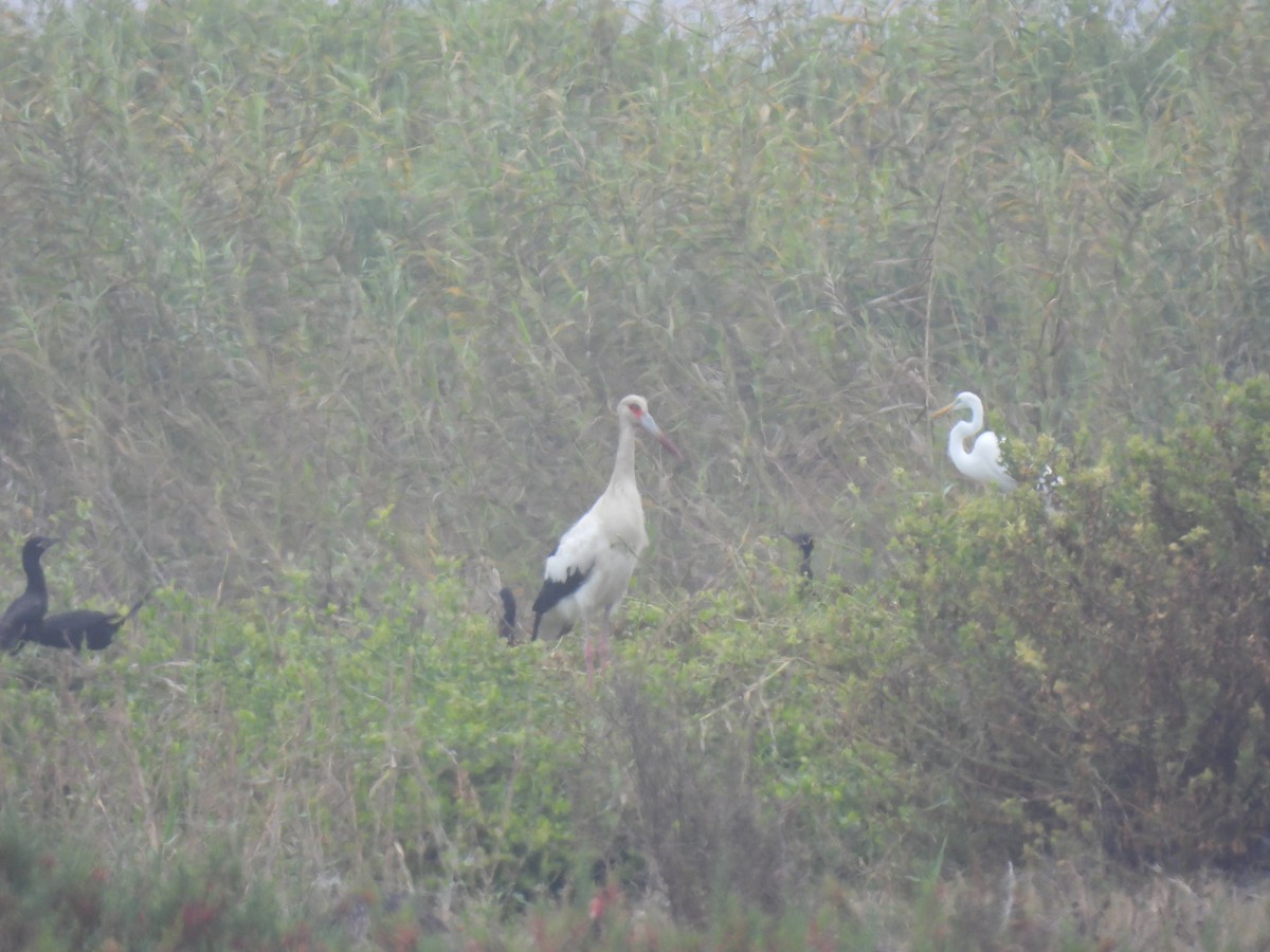 Maguari Stork - ML643344044