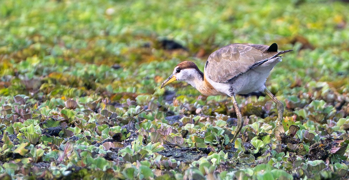 Bronze-winged Jacana - ML643344049